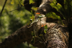 Guarianthe aurantiaca