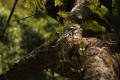 Guarianthe aurantiaca