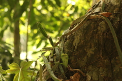 Hylocereeae