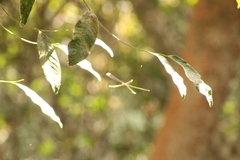 Mecistogaster ornata