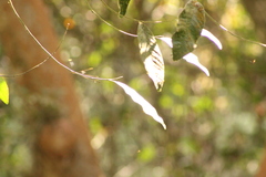 Mecistogaster ornata