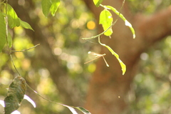 Mecistogaster ornata