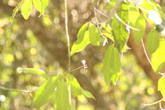 Mecistogaster ornata