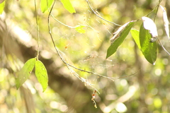 Mecistogaster ornata