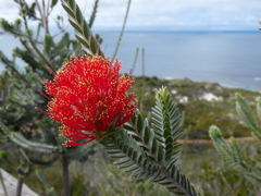 Melaleuca velutina