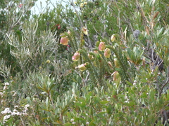 Pimelea physodes