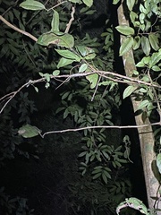 Anolis bahorucoensis