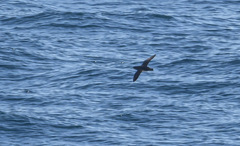 Ardenna tenuirostris