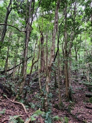 Ficus coronata