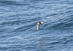 Puffinus gavia