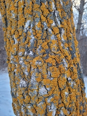 Xanthoria parietina