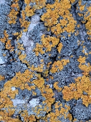 Xanthoria parietina