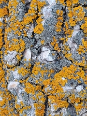 Xanthoria parietina