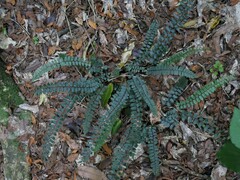 Pellaea rotundifolia