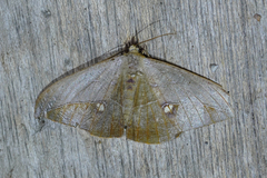 Oxydia mexicata