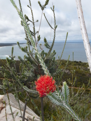Melaleuca velutina