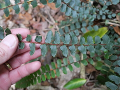 Pellaea rotundifolia
