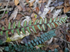 Pellaea rotundifolia