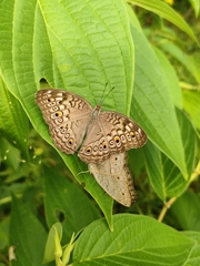Junonia atlites atlites