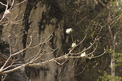 Pseudobombax ellipticum
