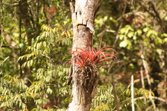Tillandsia capitata