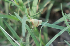 Rhodometra sacraria