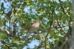 Schoeniophylax phryganophilus