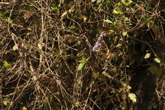 Petrea volubilis