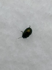 Chrysolina hyperici