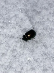 Chrysolina hyperici