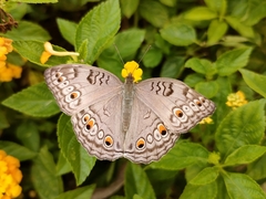 Junonia atlites atlites