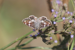 Burnsius orcynoides