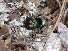 Geotrupidae