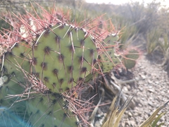 Opuntia stenopetala