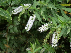 Veronica stricta stricta