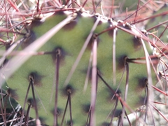 Opuntia stenopetala