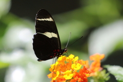 Heliconius sara