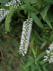 Veronica stricta stricta