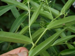 Veronica stricta stricta