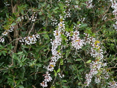 Berberis glaucocarpa