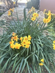 Narcissus tazetta