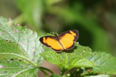 Tegosa anieta
