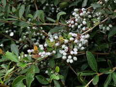 Berberis glaucocarpa