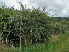 Berberis glaucocarpa