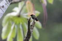 Lophornis delattrei image