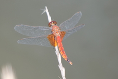 Erythrodiplax corallina