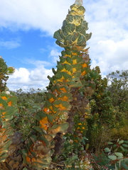 Hakea victoria