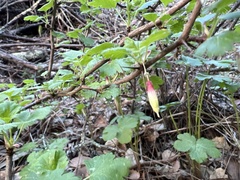 Ribes menziesii