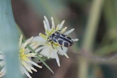 Astylus atromaculatus