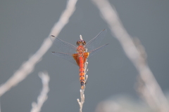 Erythrodiplax corallina